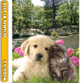 Calendário de Parede 2021 "Cão e Gatinho" Z0559